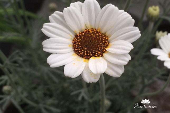 Rhodanthemum Casablanca - Marokkaanse margriet