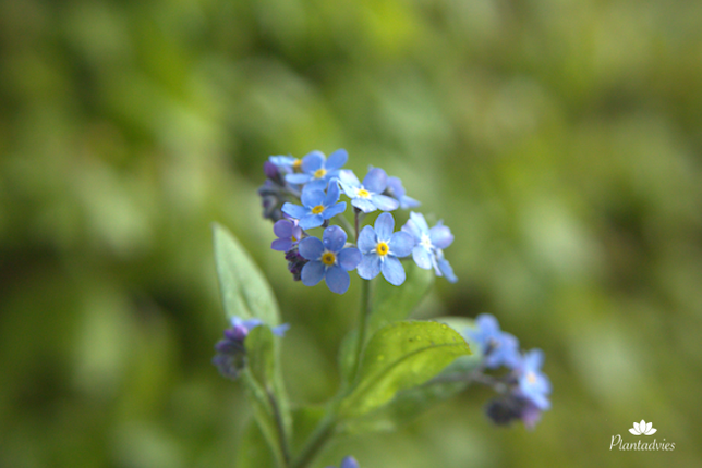 Myosotis sylvatica - Bosvergeet - mij - nietje