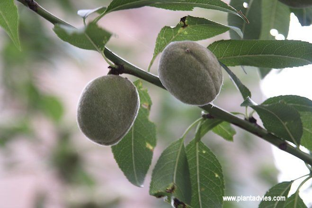 prunus dulcis - amandelboom