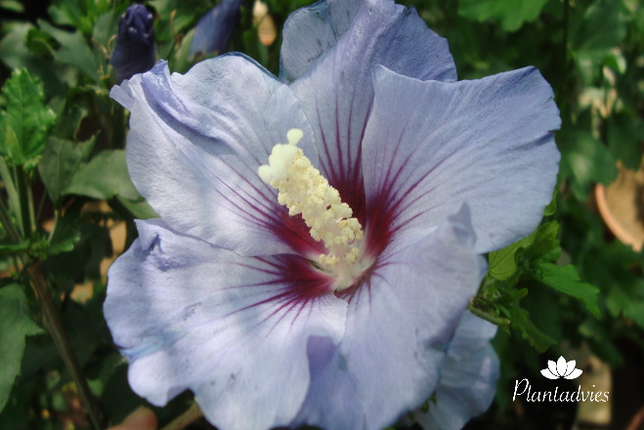 hibiscus syriacus oiseau blue - altheastruik