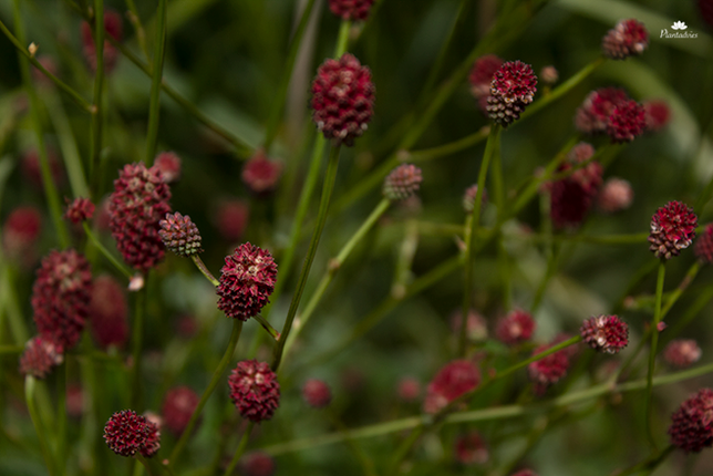 Sanguisorba officinalis - Grote pimpernel