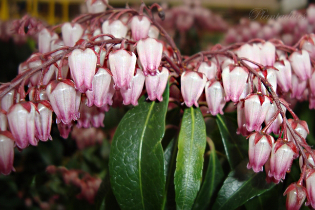 Pieris japonica Katsura - Rotsheide