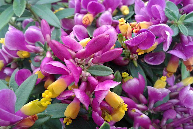 Polygala chamaebuxus Grandiflora - Vleugeltjesbloem