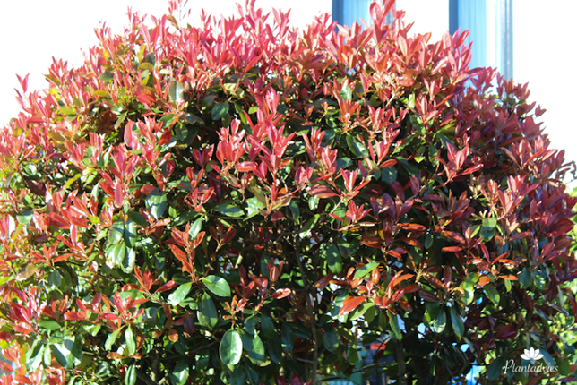 Photinia × fraseri Red Robin - Glansmispel