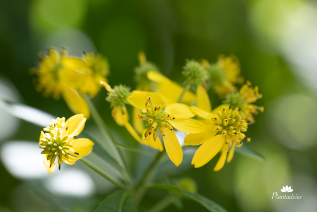 Verbesina alternifolia - Verbesina