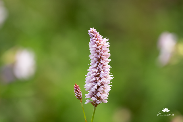 Bistorta officinalis - Adderwortel