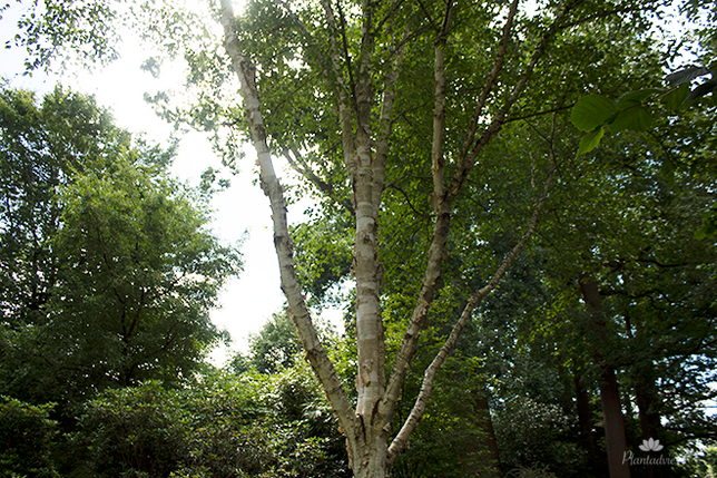 Betula utilis Doorenbos - Himalayaberk