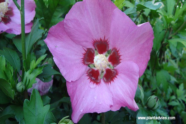 hibiscus syriacus woodbridge - altheastruik