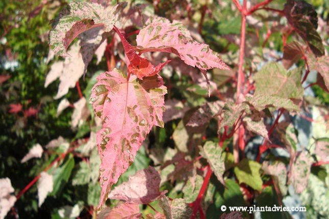 acer conspicuum red flamingo - slangenschors esdoorn