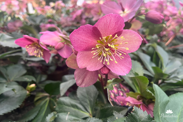 Helleborus HGC ICE N ROSES Early Rose - Kerstroos