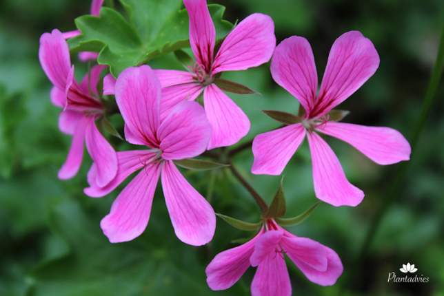 Pelargoniumpeltatum - Hanggeranium