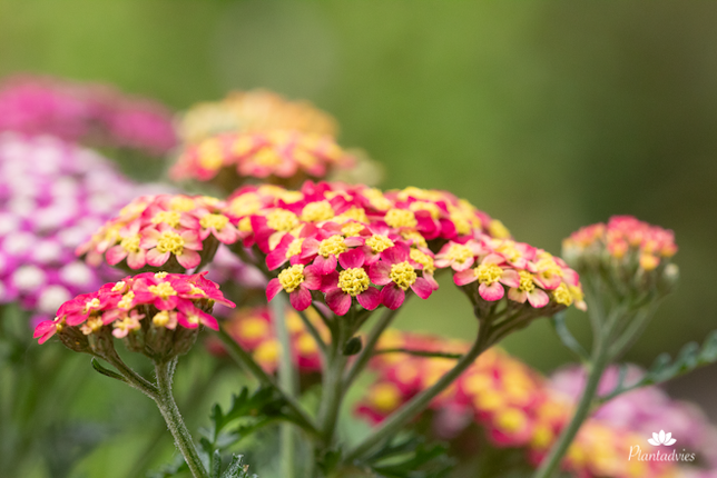 Achillea millefolium milly roch - Gewoon duizendblad