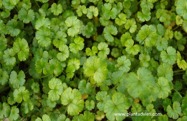 Hydrocotyle Nova zealandiae - Waternavel